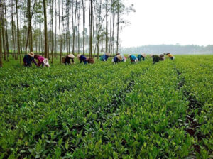 Thu hoạch búp trà Oolong – khởi đầu hành trình tạo nên tinh hoa trà hữu cơ Doanh Châu.