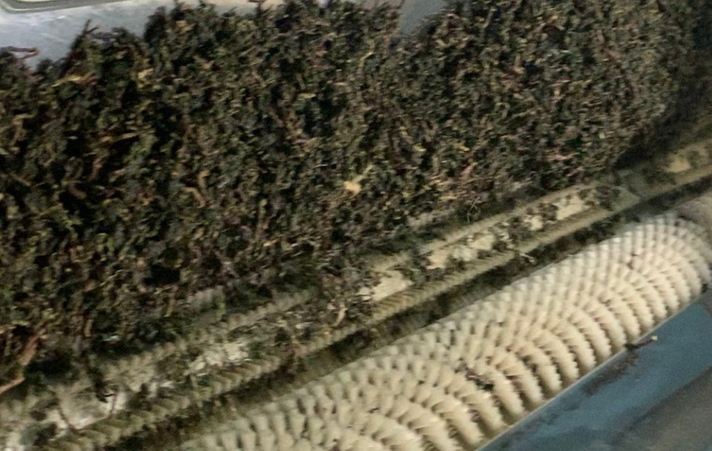 Trà Oolong đươc cho qua máy nhặt cọng trước khi đóng gói thành phẩm