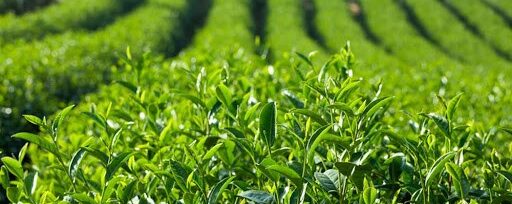 cay-tra-viet-nam Trà Oolong được trồng nhiều ở Bảo Lộc, Lâm Đồng, Việt Nam