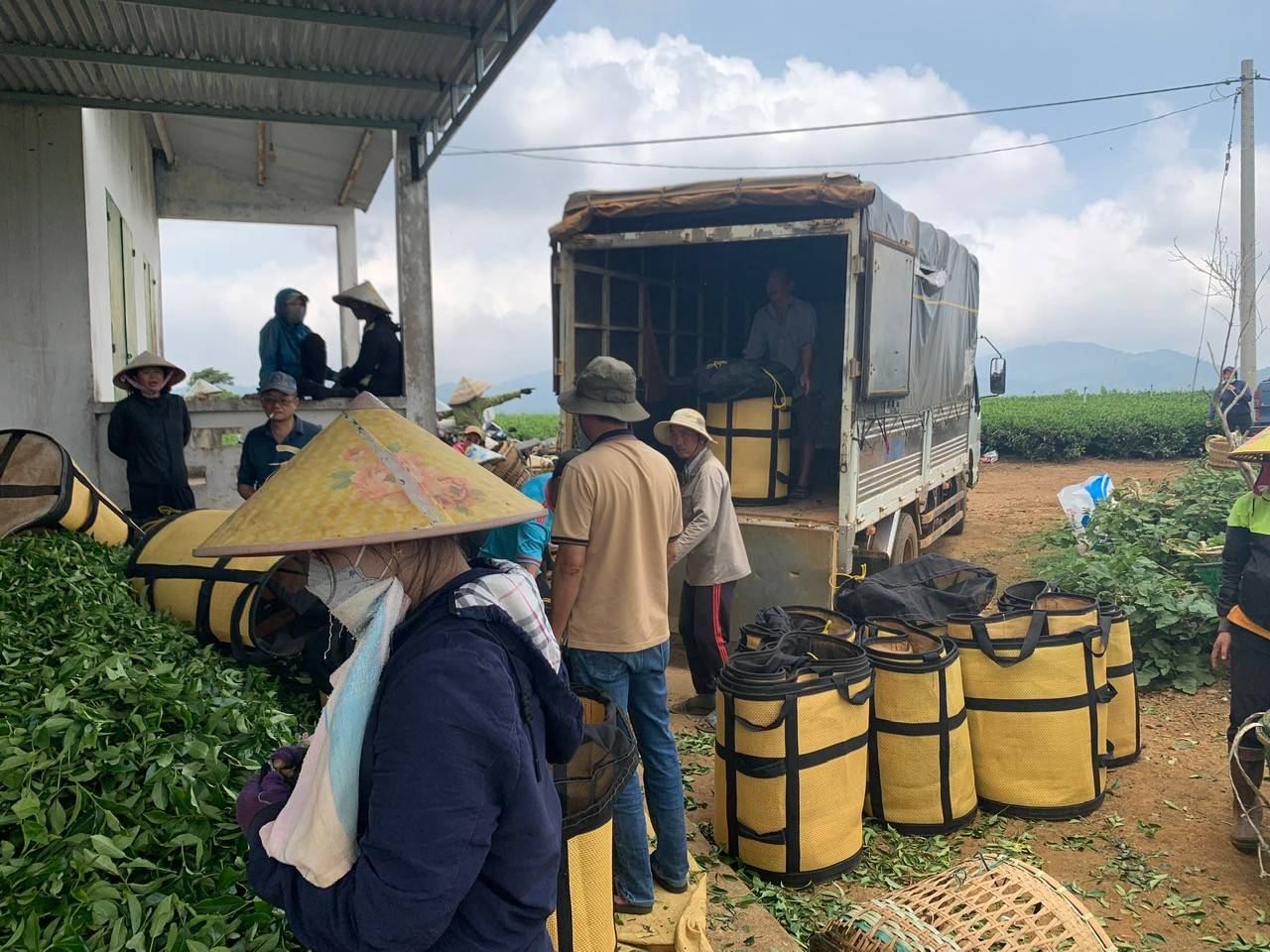 Chè Oolong được thu hoạch xong chuẩn bị vận chuyển về nhà máy