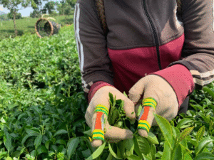 Hái chè Oolong bằng dao lam để tránh dập lá chè