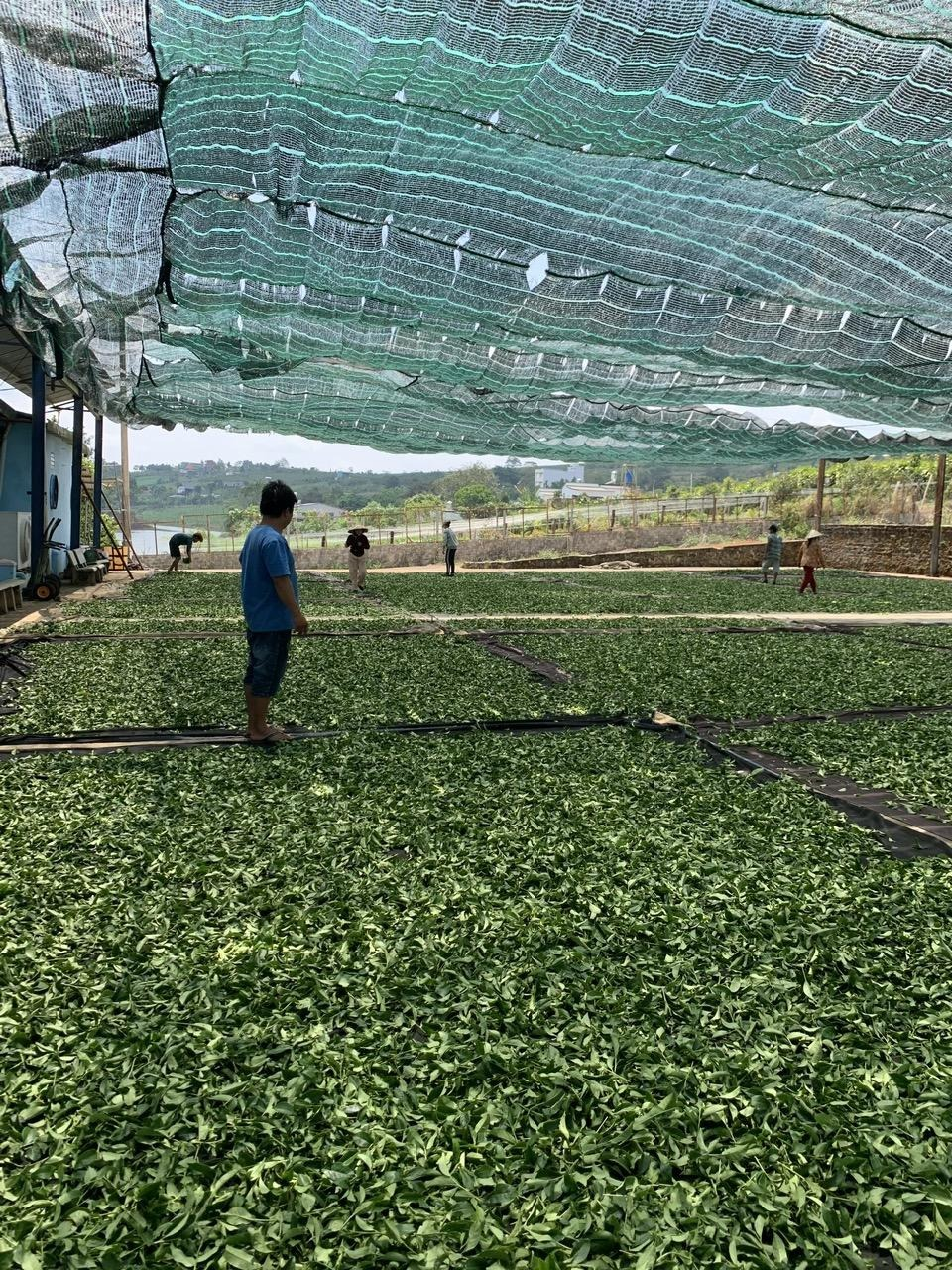 Phơi nắng lá chè