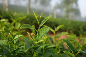 Lá trà tươi xanh trong sướng sớm