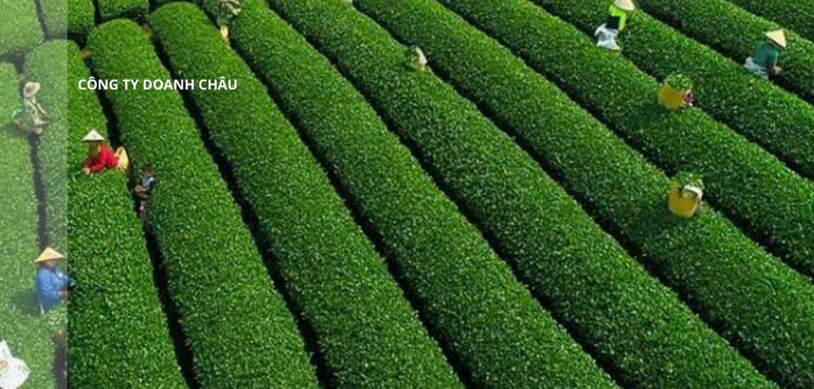 Đồi cây trà Oolong ở Bảo Lộc, Lâm Đồng