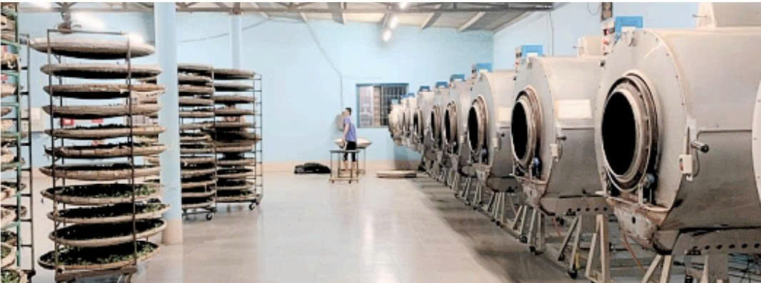 Quy trình rang và sấy trà Oolong